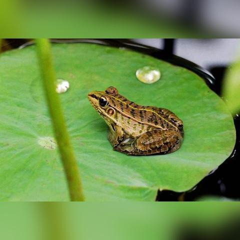 掌握未来半月晴雨,15天天气预报查询的实用价值与理性看待 掌握未来半月晴雨,15天天气预报查询的实用价值与理性看待