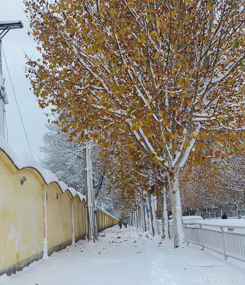 陕西大部迎雨雪天气，银装素裹三秦地，出行保暖需留心
